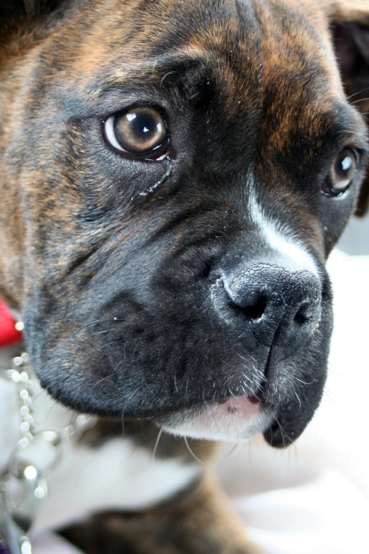 a closeup s of a dog looking over its shoulder