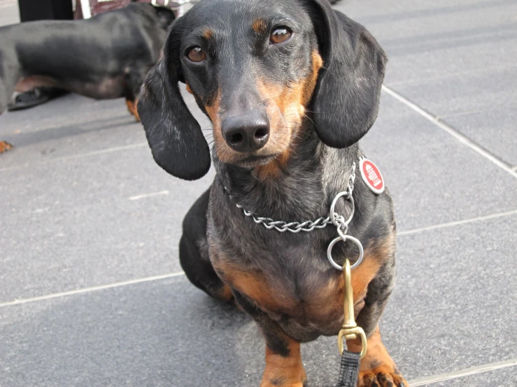 a close up of a dog with collar and leash