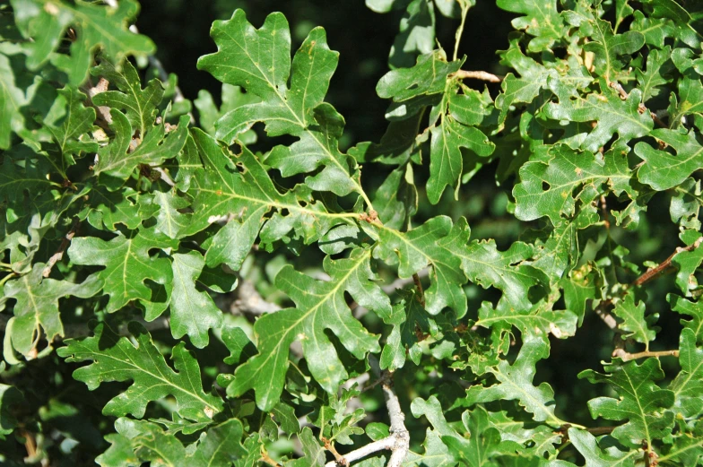 some green leaves are shown together on a tree