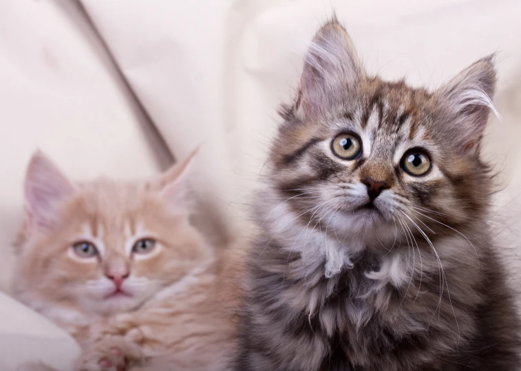 two cats are sitting on a couch with one staring up