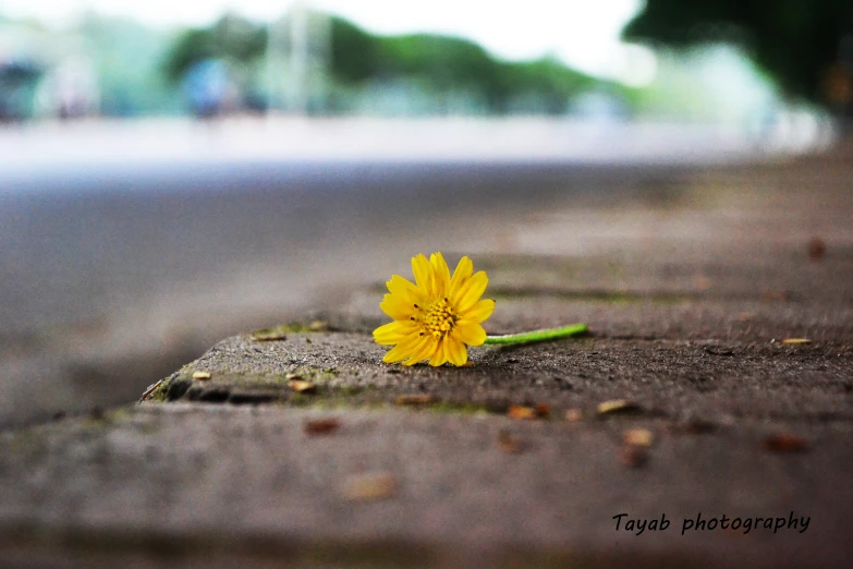 a yellow flower is sitting on the ground