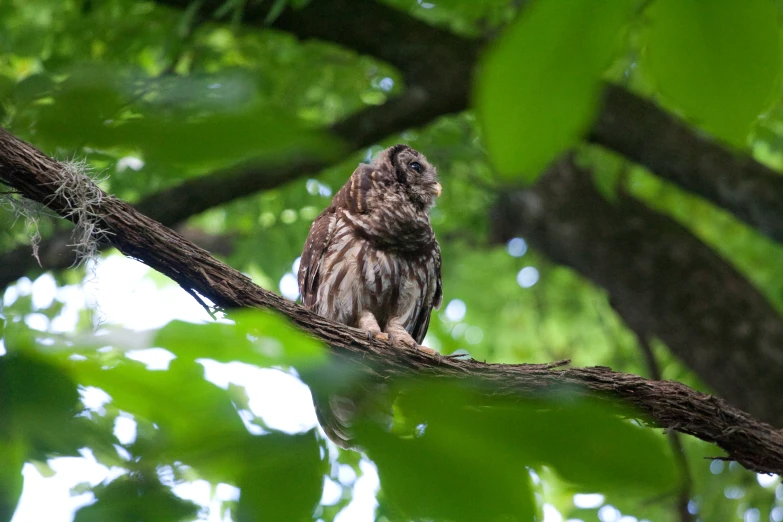 an owl is sitting on a nch in a forest