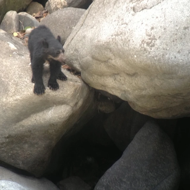 a bear cub standing on a rock looking at soing