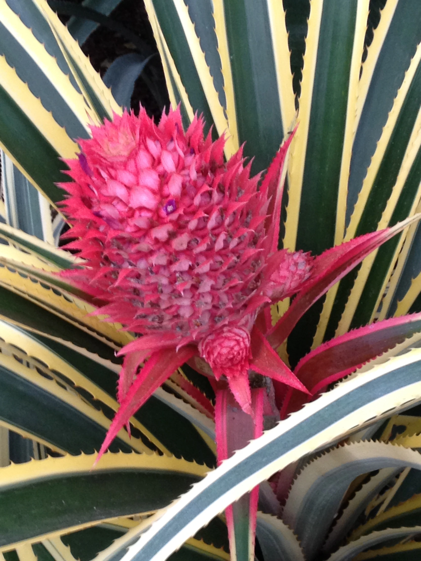 pink flower with yellow and green leaves in plant