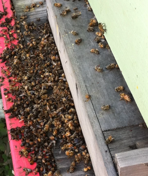 a large bunch of bees walking around on the side of a house