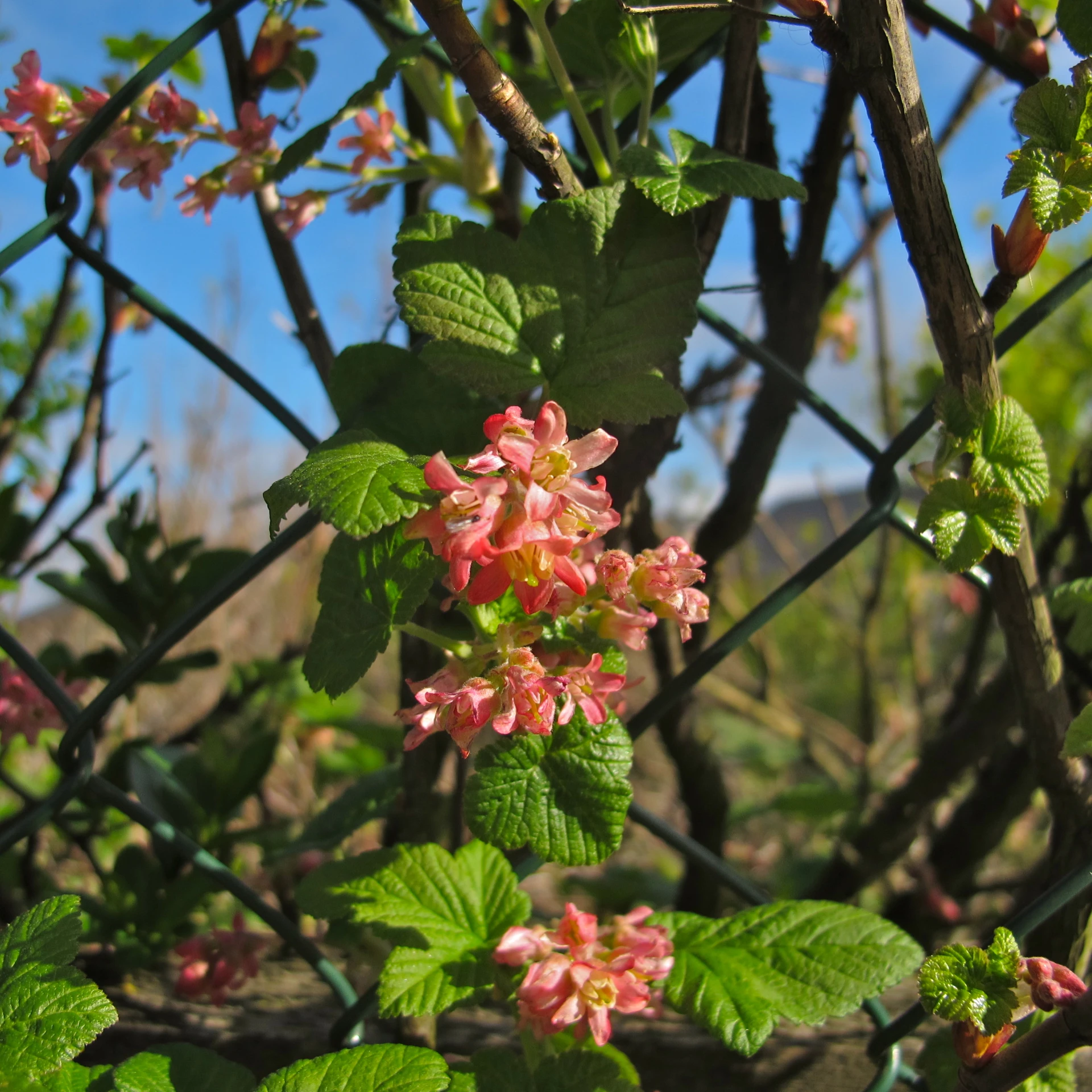 flowers on the leaves in a wooded area