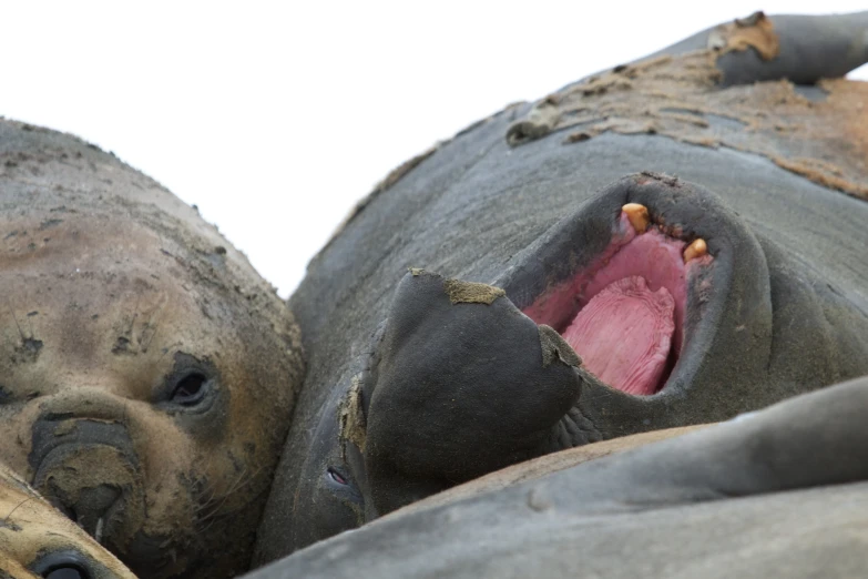 a group of elephants with a pinkish lip sticking out