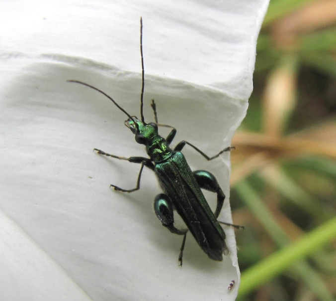 a bug standing on top of a white flower