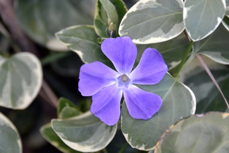 a purple flower sitting on top of green leaves