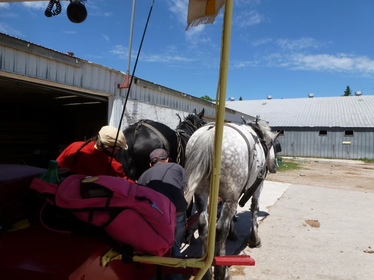 two horses being transported into a barn by luggage