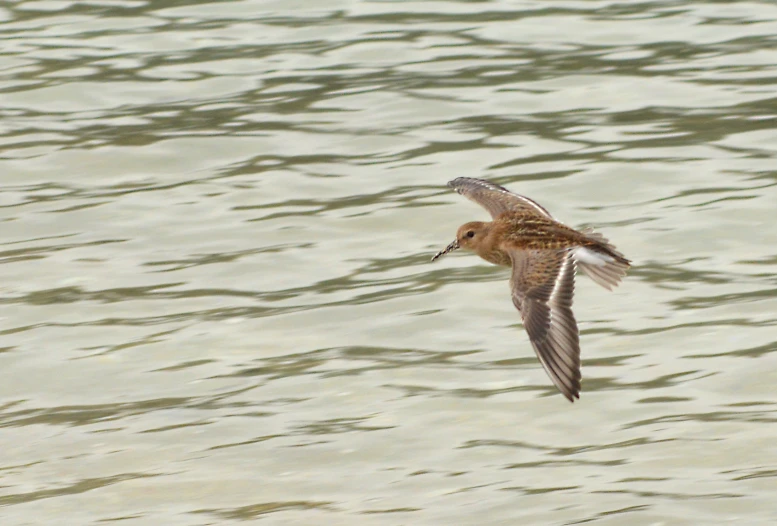 the bird is flying over the water alone