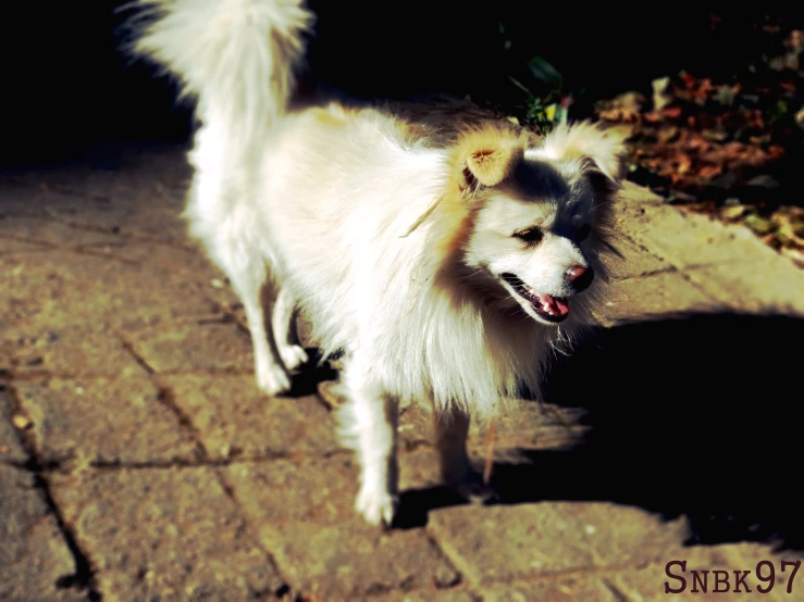 a white dog standing on top of a brick floor