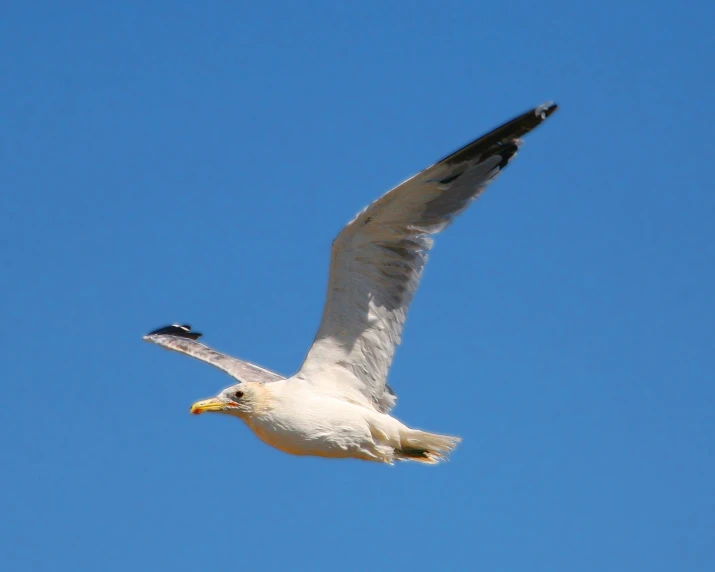 a white bird with black wings is flying in the sky