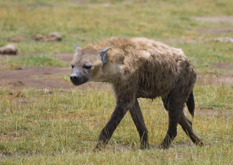 this baby hyena has no hair to dye