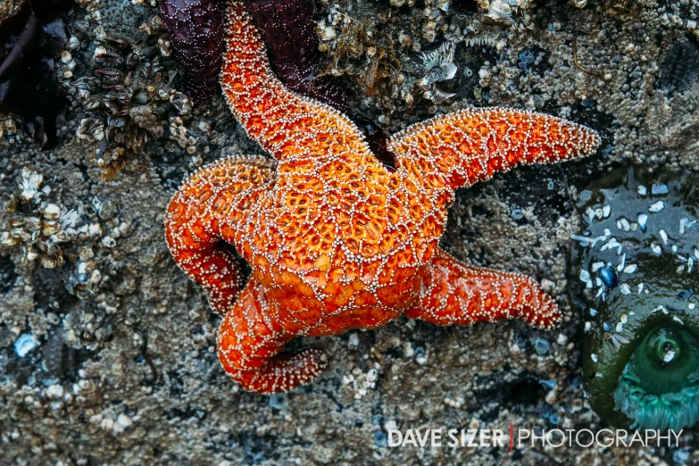 an orange starfish laying on the ground next to a green sea plant