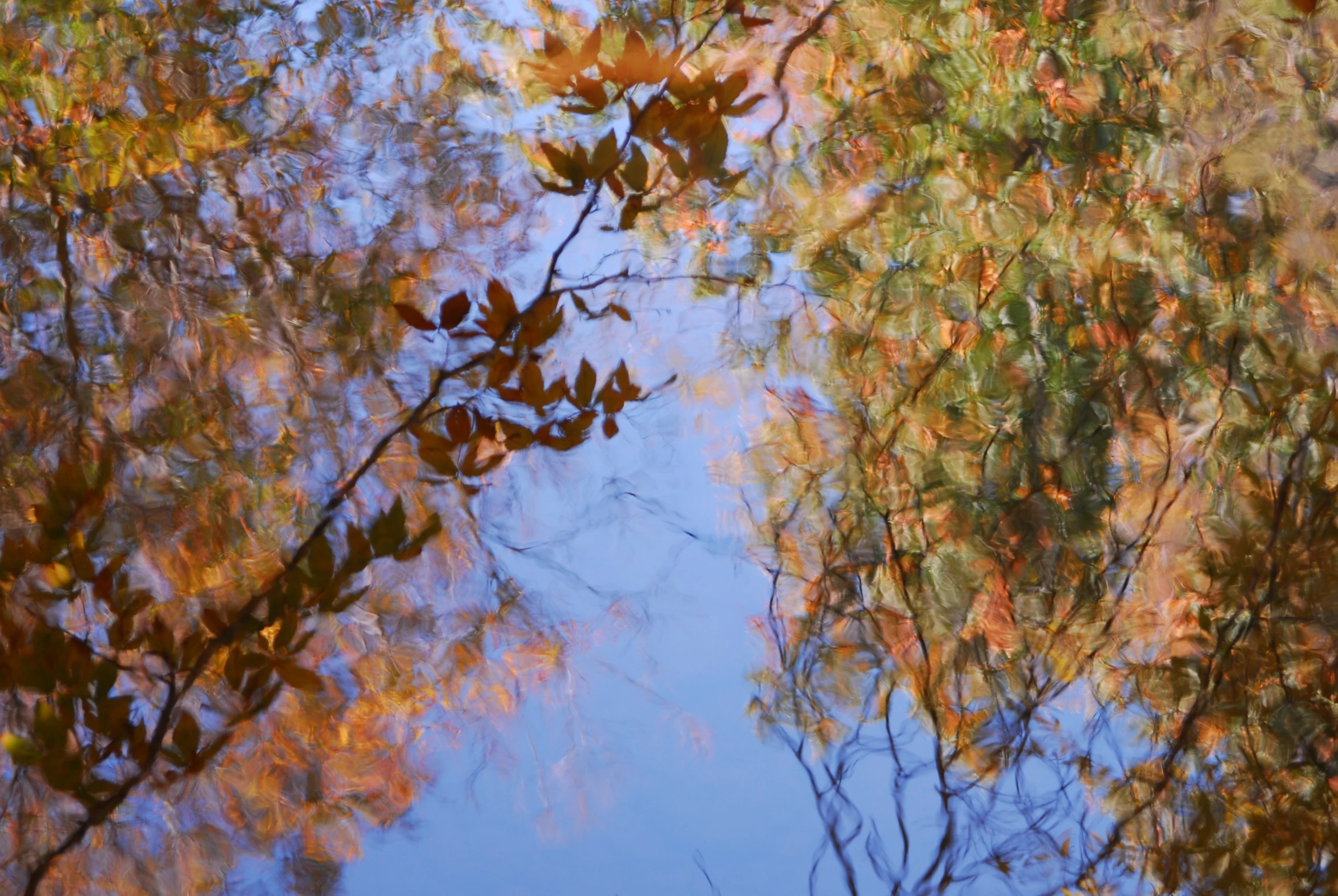 there are many trees in the water that are reflecting the sky