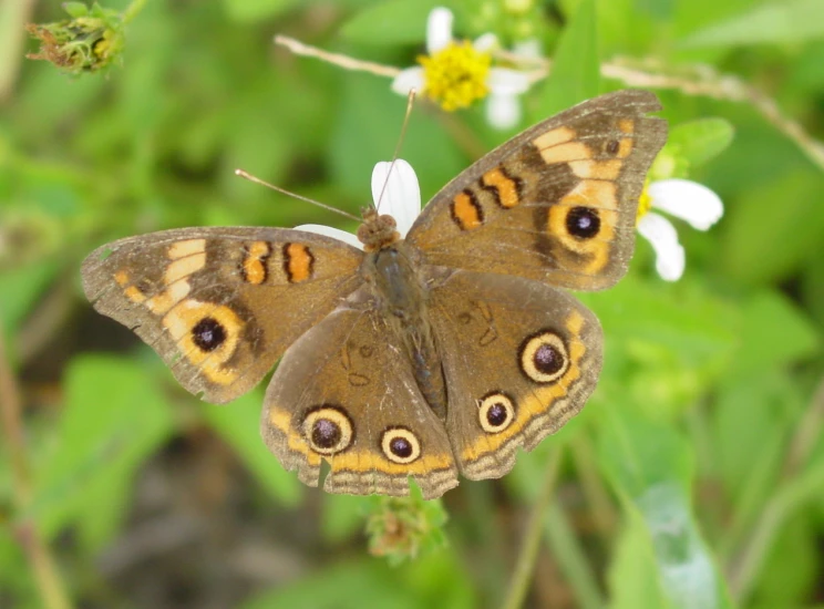 there is a very large erfly that is on a flower