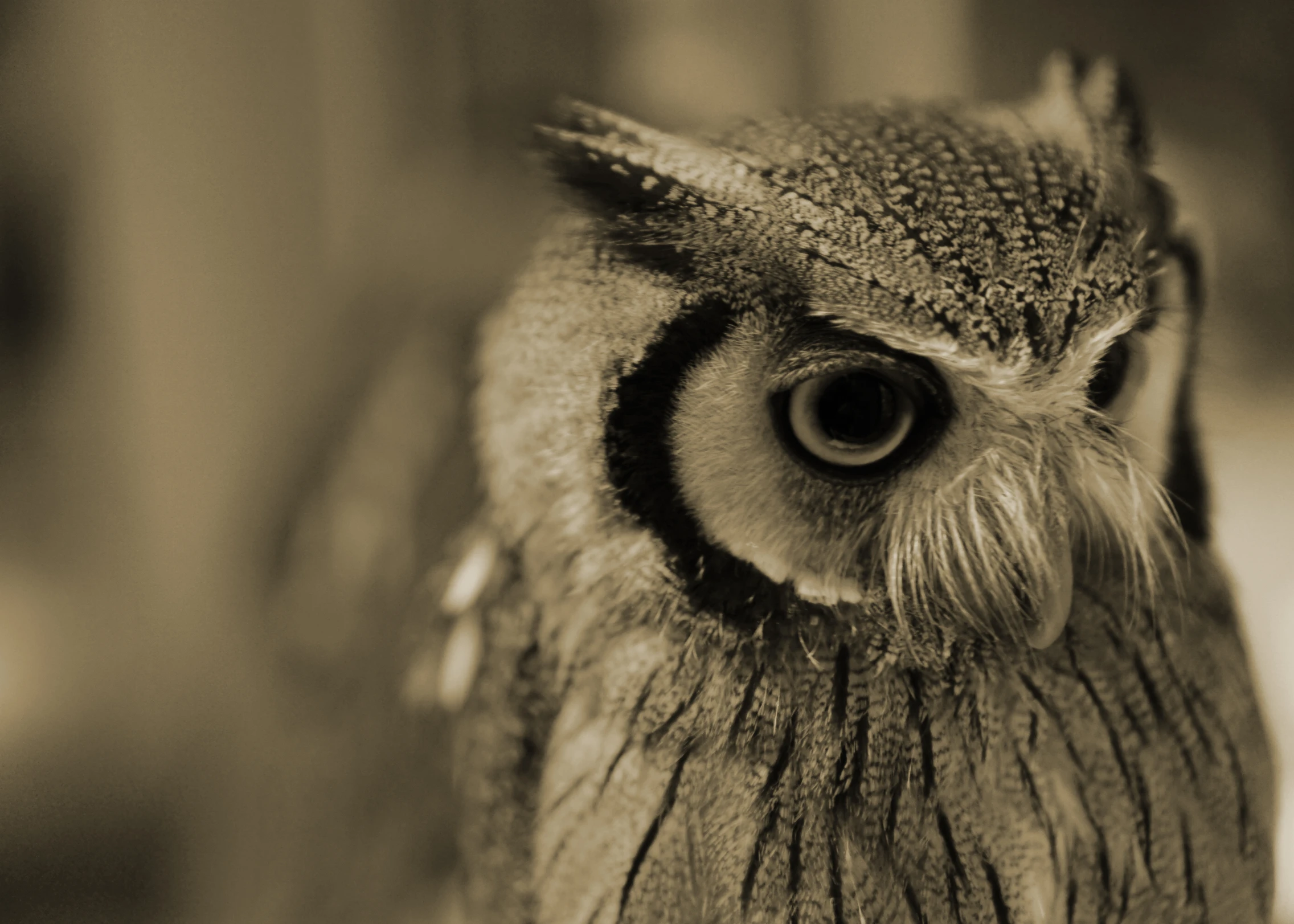 a black and white image of an owl with wide eyes