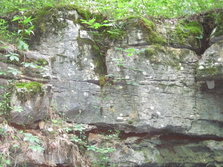 mossy, lichen covered rocks with little white flowers on them