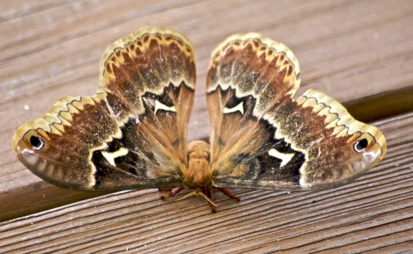 a small moth on a wooden plank