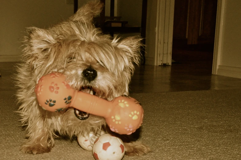 a dog with a large bone in its mouth