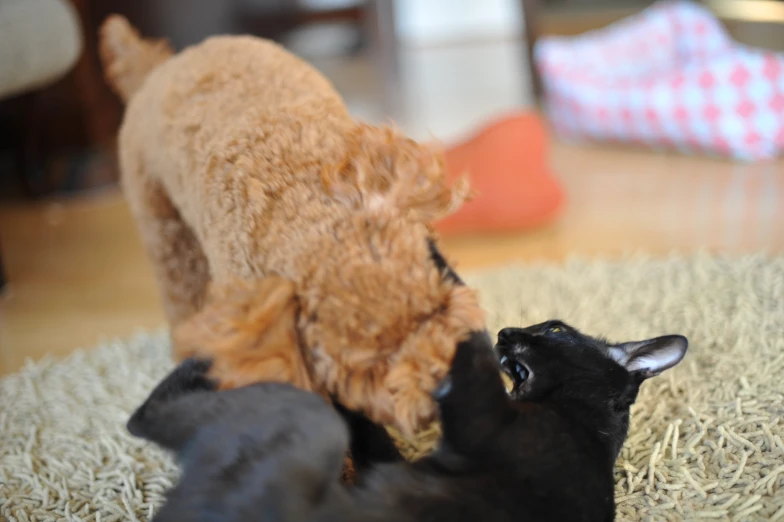 an orange dog has his head on a black animal