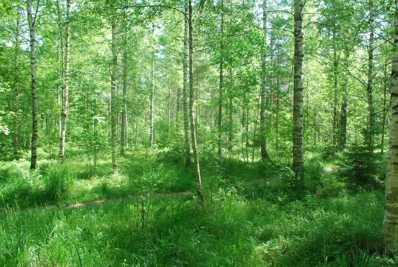 a green area in the middle of a forest