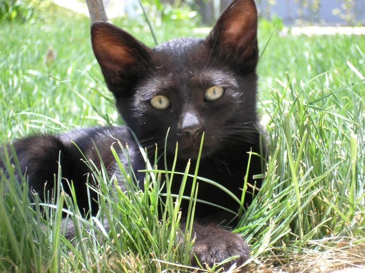 a black cat lies in a green field