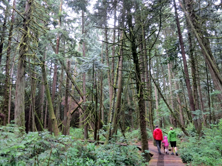 two people walking along a wooden path through the woods