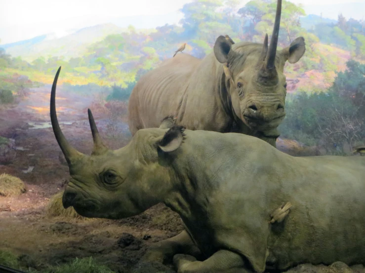 there are two rhinos sitting in the wild