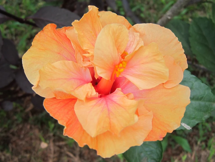 a close - up po of an orange flower with red stamen