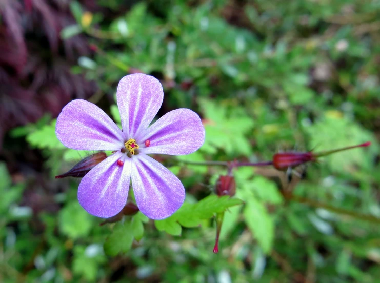 a single purple flower is blooming in the forest