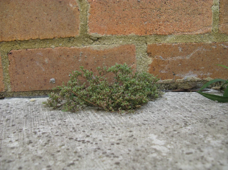 a little bush sitting between some bricks next to it