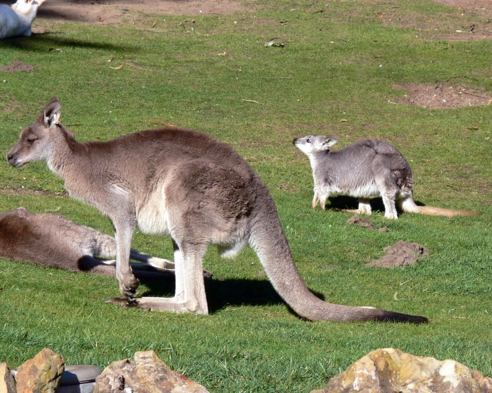 three grey kangaroos in grassy area with rocks and grass