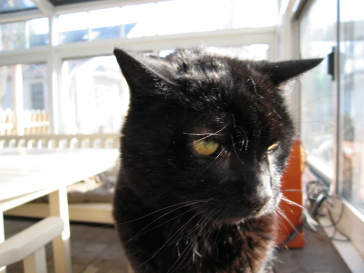 a black cat sitting at a table in the sun