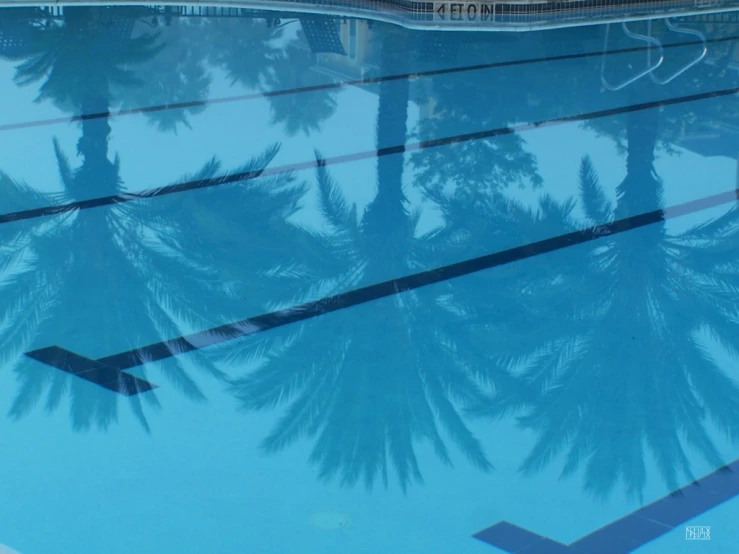 the reflection of palm trees in the pool