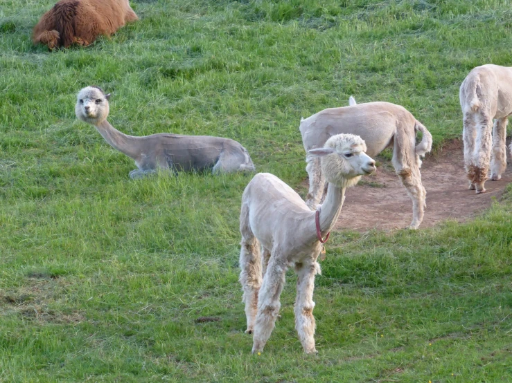 three llamas standing near two other animals on a green hillside