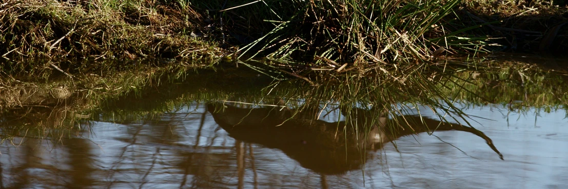 a shadow of an animal in water with grass in the background