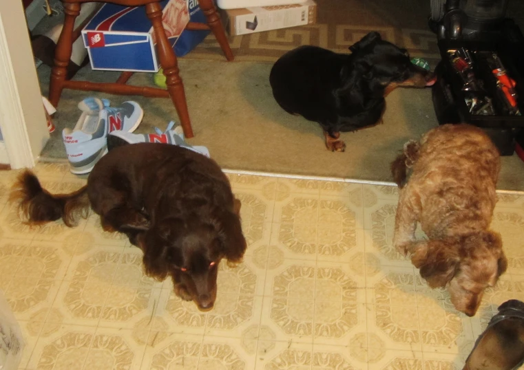 three dogs standing beside a mirror and shoes