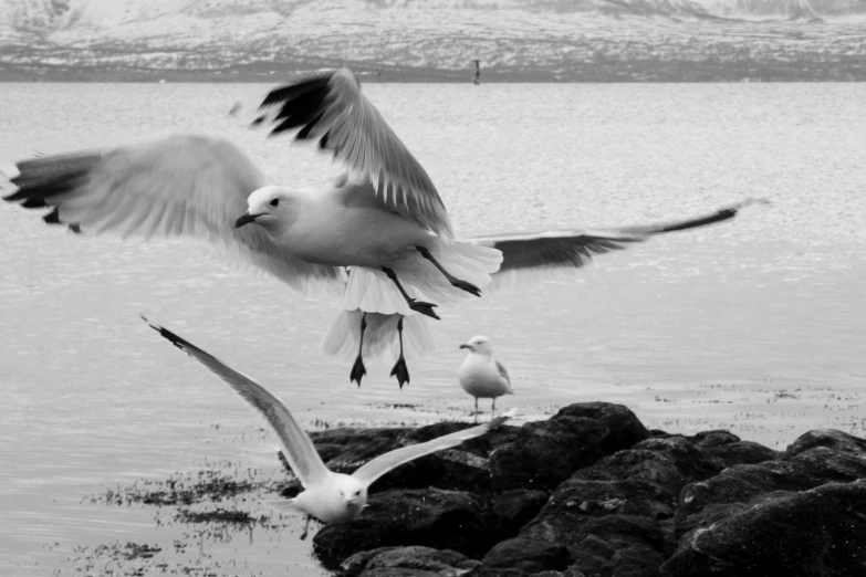 a flock of seagulls fly around the water