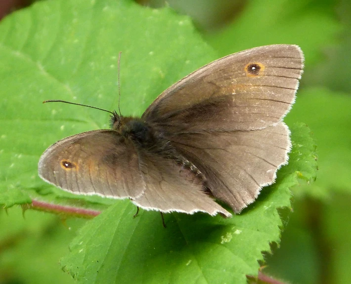 this is an image of a small brown erfly