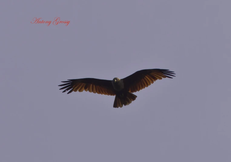 a large bird of prey flying in the sky