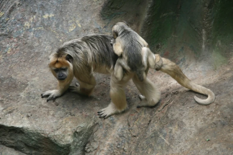 two monkeys on the rocks one holding a banana