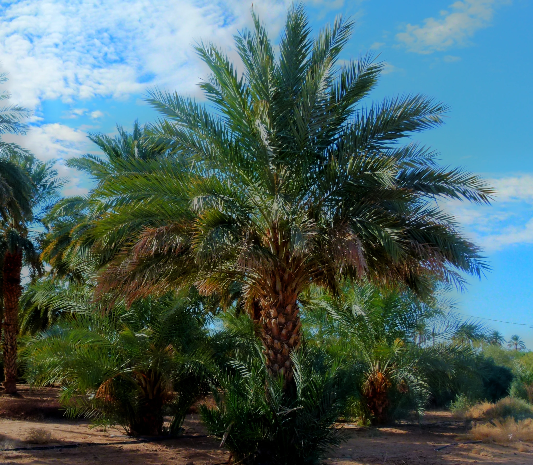 a couple of palm trees sitting under a blue sky