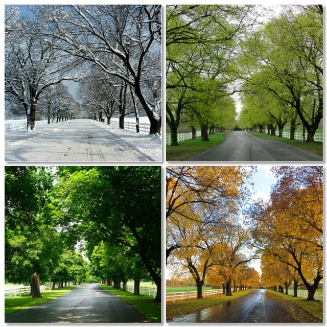 four pos of trees, snow and road