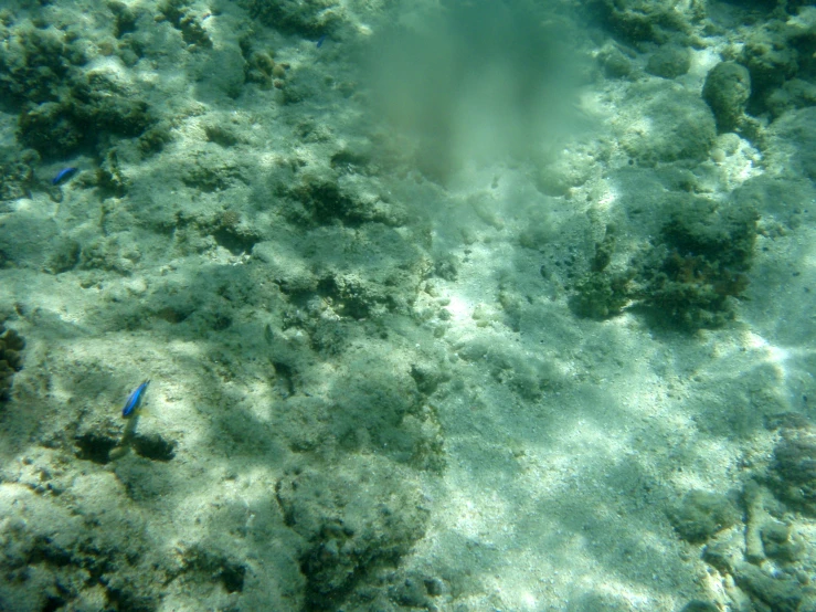 the blue fish swims near the coral reef