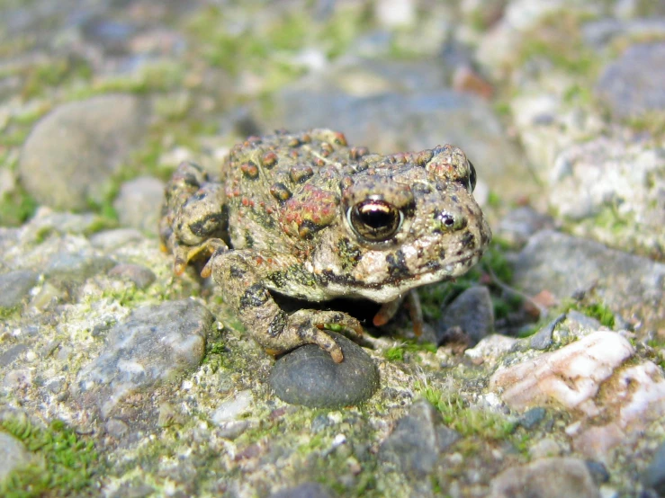 an up close s of a frog sitting on rocks