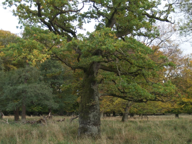 trees with moss growing in a wooded area