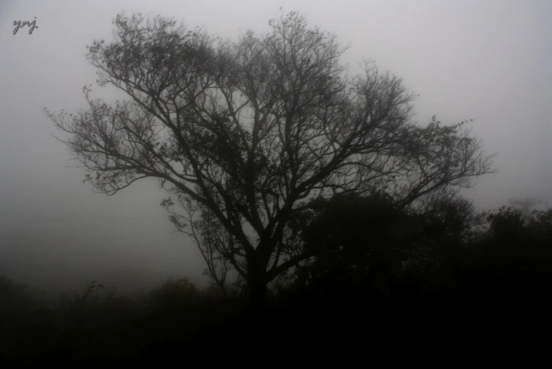 black and white po of fog, tree, and plane