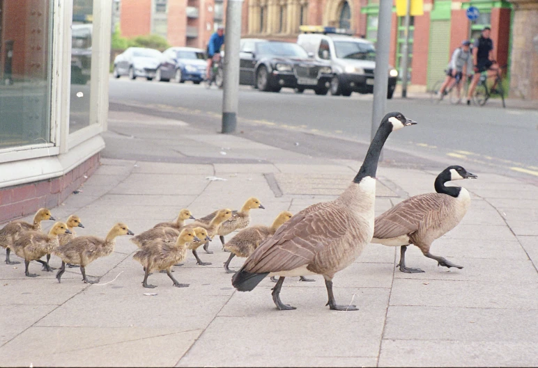 there are many geese standing outside on the sidewalk